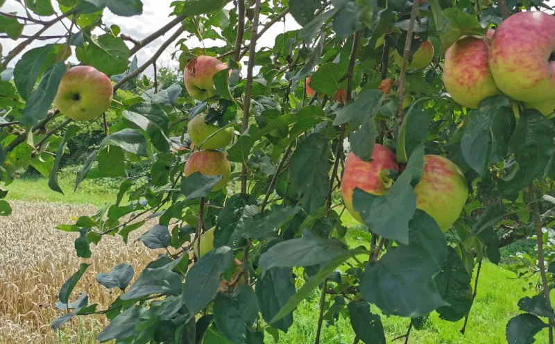 Äpfel an einem Apfelbaum