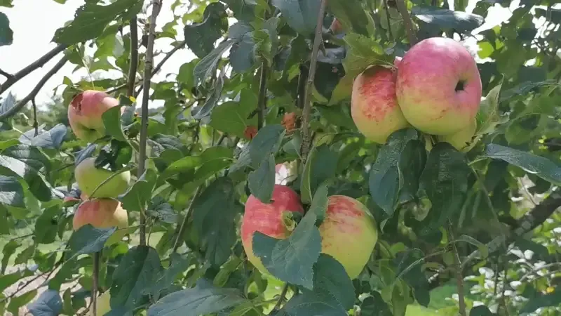 Äpfel an einem Apfelbaum