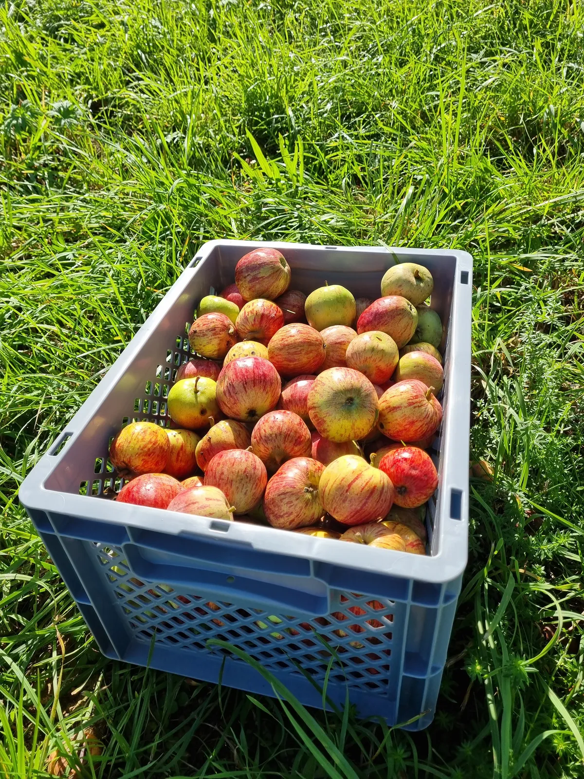 Eine Kiste mit gesammelten Äpfeln, auf einer Wiese.