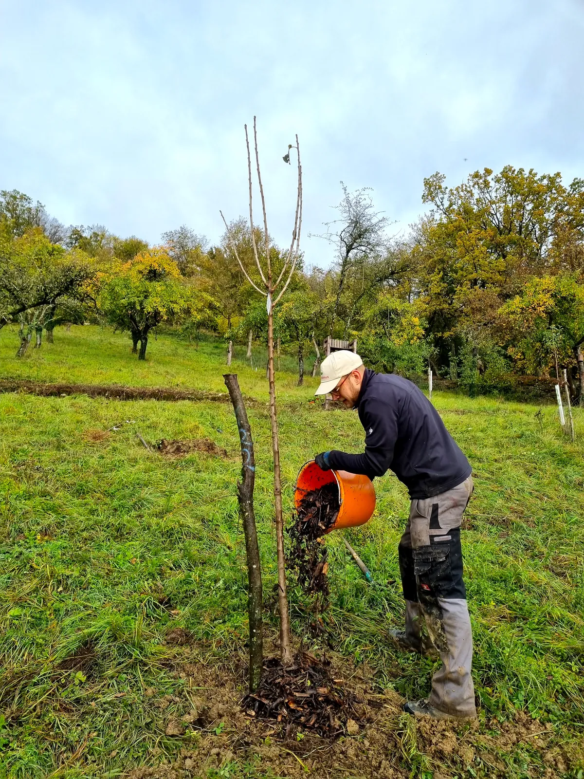 Ein junger Mann mulcht einen jungen Apfelbaum mit einem Eimer.