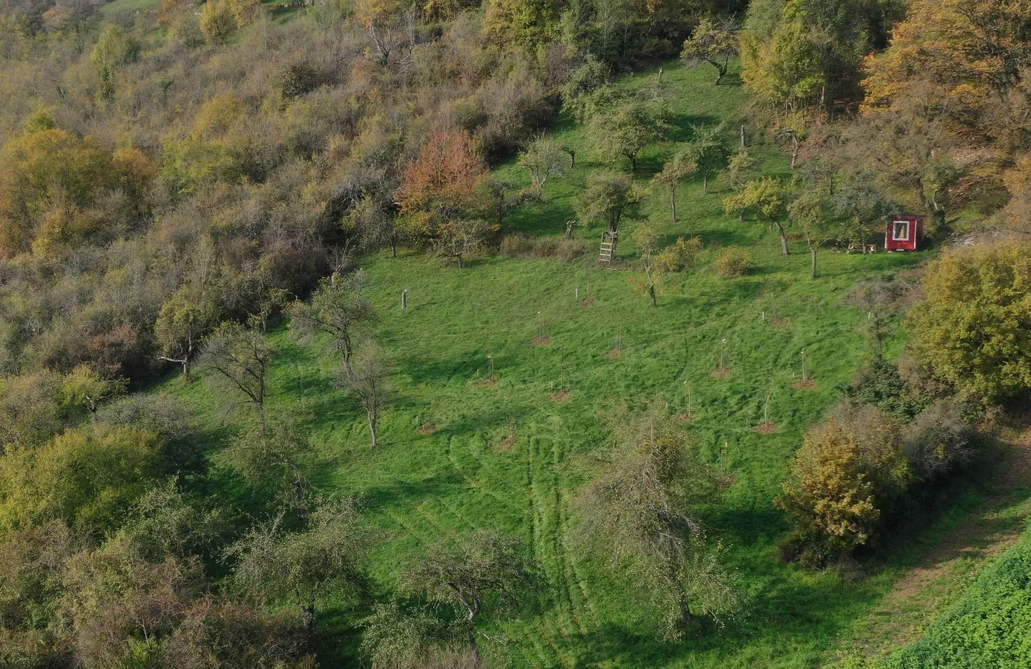 Streuobstwiese im Jagsttal
