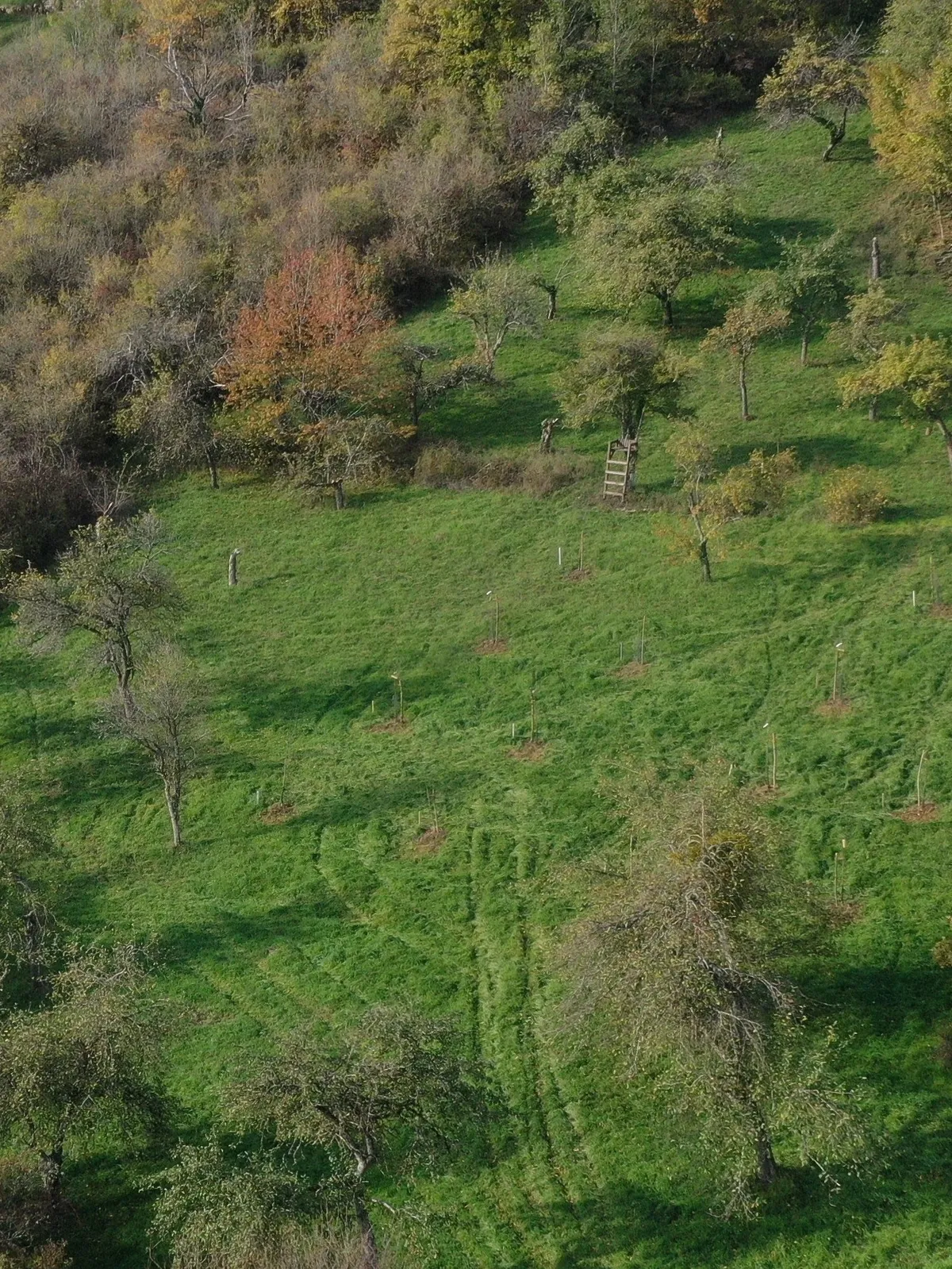 Ein Luftbilf unserer Streuobstwiese am Burgberg.