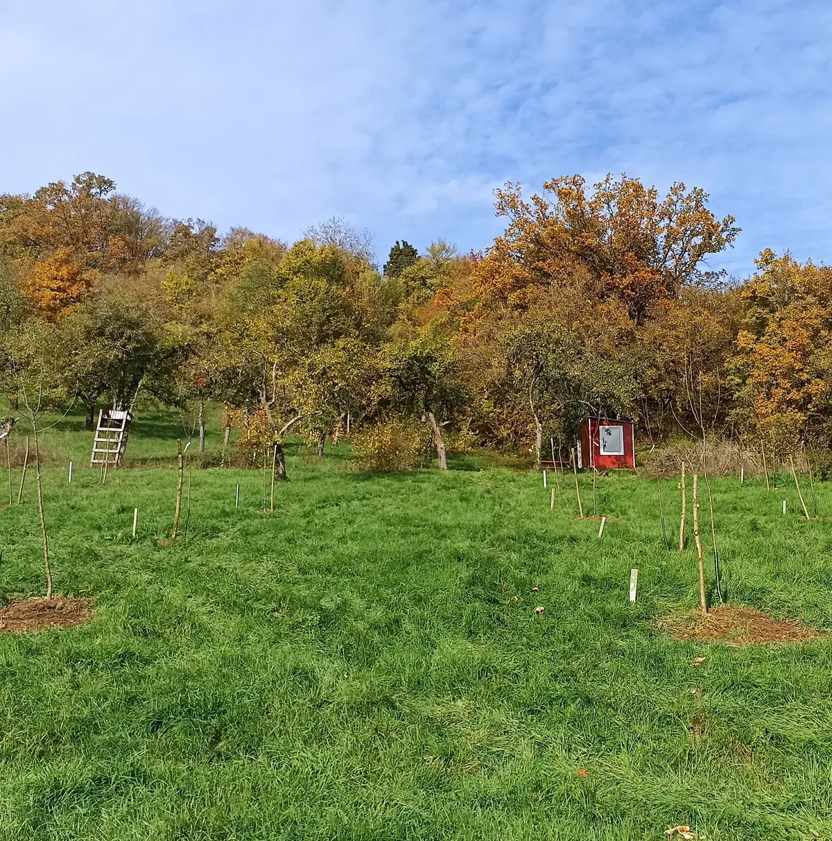 Neu gepflanzte Obstbäume auf einer Streuobstwiese