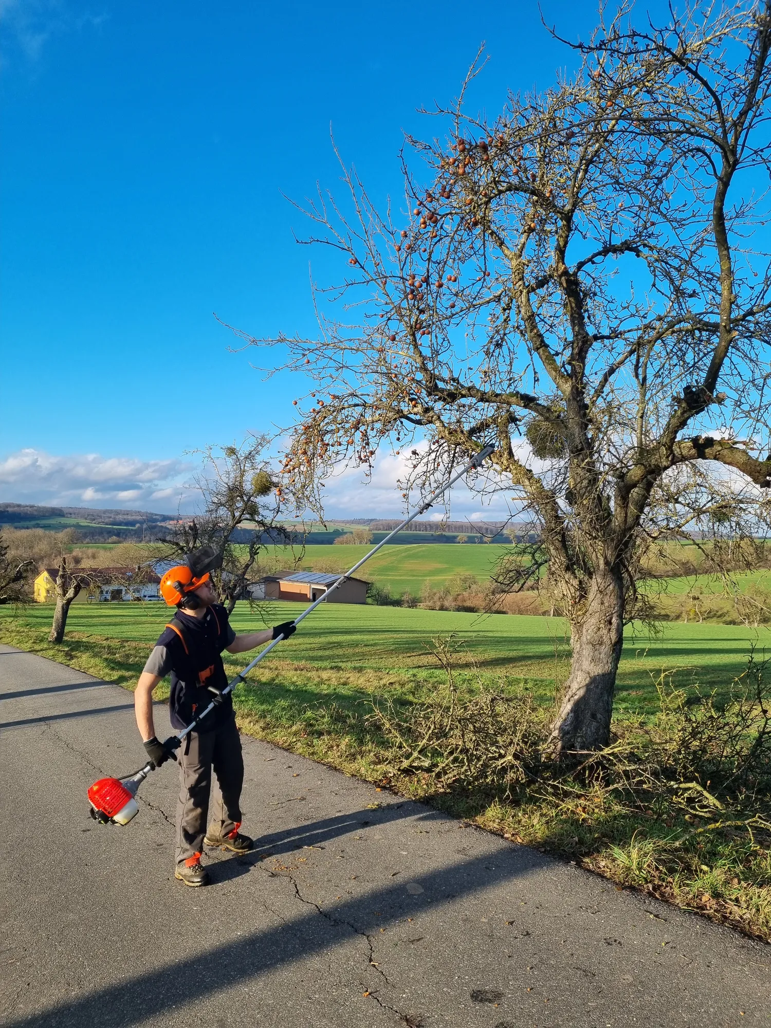 Mann mit einer verlängerten Kettensäge schneidet einen Obstbaum